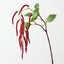 Amaranthus Spray
