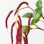 Amaranthus Spray