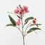 Eucalyptus Flowering Spray (Set of 12)