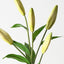 Casablanca Lily Buds (Set of 12)