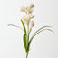 Cymbidium Orchid Bush (Set of 12)