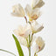 Cymbidium Orchid Bush (Set of 12)