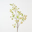 Chamomile Spray (Set of 12)