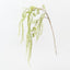 Amaranthus Spray (Set of 12)