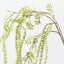Amaranthus Spray (Set of 12)