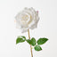 Lucy Rose (Set of 12)
