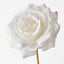 Lucy Rose (Set of 12)