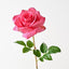 Lucy Rose (Set of 12)
