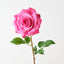 Lucy Rose (Set of 12)