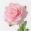 Lucy Rose (Set of 12)