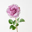 Lucy Rose (Set of 12)