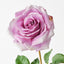 Lucy Rose (Set of 12)