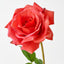 Lucy Rose (Set of 12)