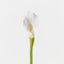 Calla Lily (Set of 12 )