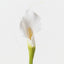 Calla Lily (Set of 12 )