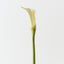 Calla Lily (Set of 12 )