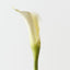 Calla Lily (Set of 12 )