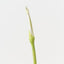 Calla Lily Bud (Set of 12 )