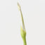 Calla Lily Bud (Set of 12 )