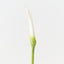 Calla Lily Bud (Set of 12 )