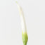 Calla Lily Bud (Set of 12 )