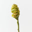 Beehive Ginger (Set of 12 )