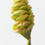 Beehive Ginger (Set of 12 )