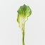 Calla Lily (Set of 12 )