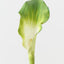 Calla Lily (Set of 12 )