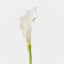 Calla Lily (Set of 12 )