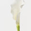 Calla Lily (Set of 12 )