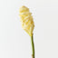 Beehive Ginger (Set of 12 )