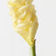 Beehive Ginger (Set of 12 )