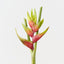 Heliconia (Set of 6 )