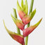 Heliconia (Set of 6 )
