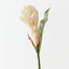 Torch Ginger (Set of 12 )