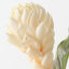 Torch Ginger (Set of 12 )