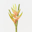 Heliconia (Set of 6 )