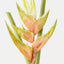 Heliconia (Set of 6 )