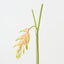 Heliconia Hanging (Set of 6 )