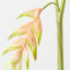 Heliconia Hanging (Set of 6 )