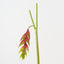 Heliconia Hanging (Set of 6 )