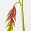 Heliconia Hanging (Set of 6 )