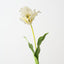 Parrot Tulip (Set of 12 )