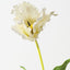 Parrot Tulip (Set of 12 )