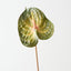 Anthurium (Set of 6 )