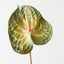 Anthurium (Set of 6 )
