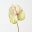 Anthurium (Set of 6 )