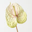 Anthurium (Set of 6 )
