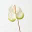 Anthurium (Set of 6 )